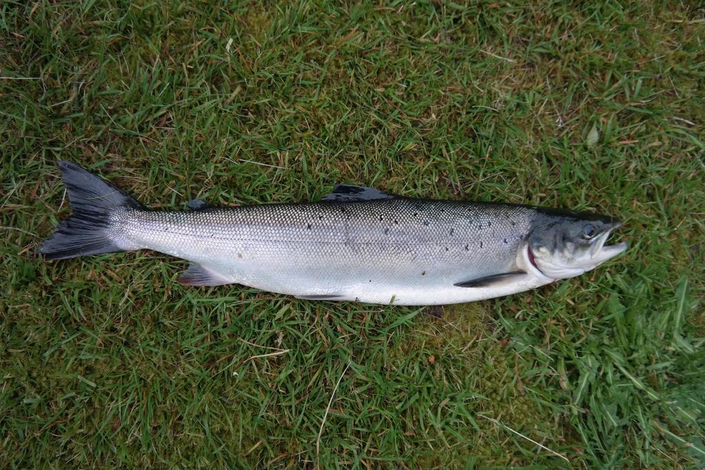 Holmset Camping And Fishing Namdalseid エクステリア 写真